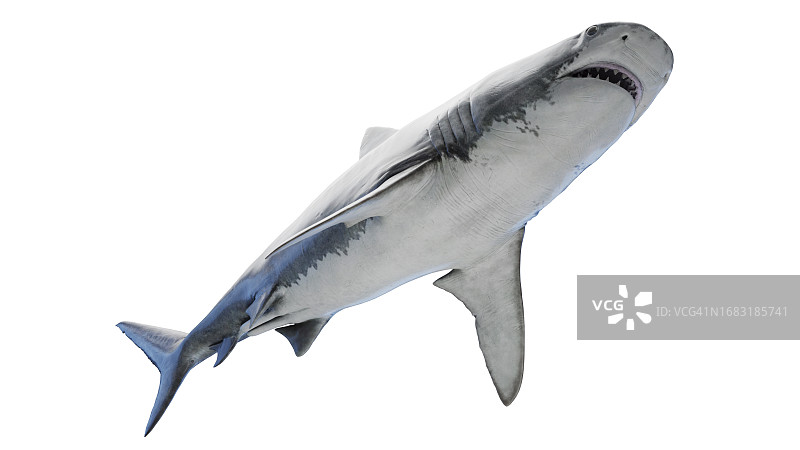 虎鲨，插图图片素材