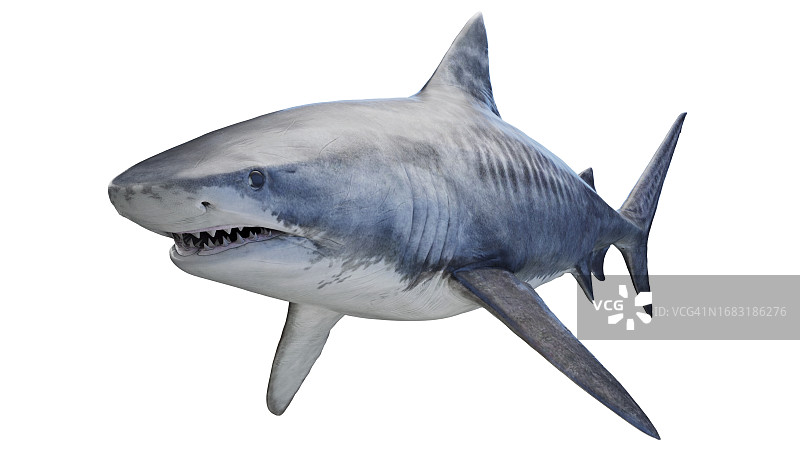 虎鲨，插图图片素材