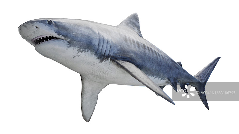 虎鲨，插图图片素材