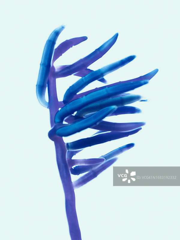 镰刀菌插画图片素材