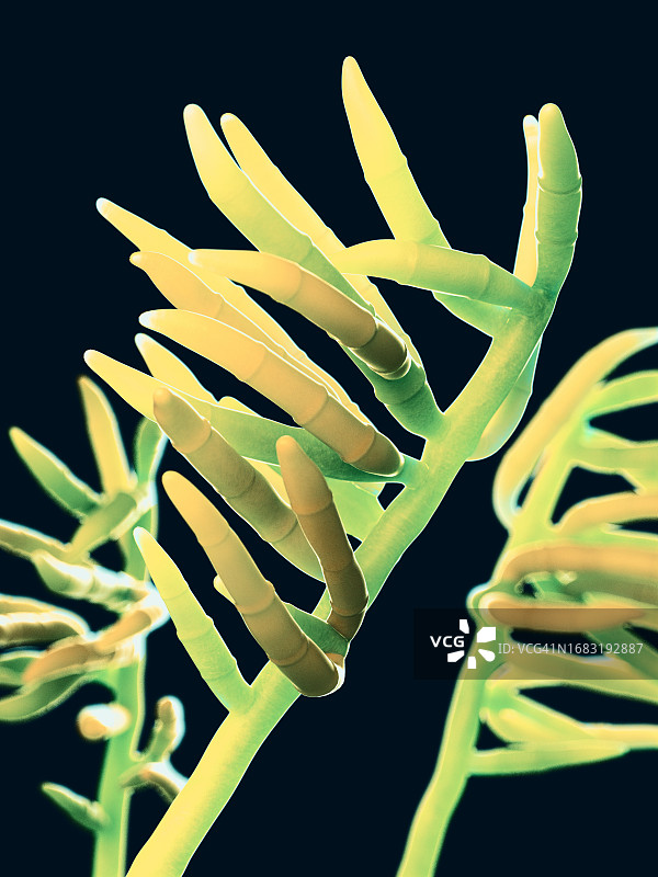 镰刀菌插画图片素材