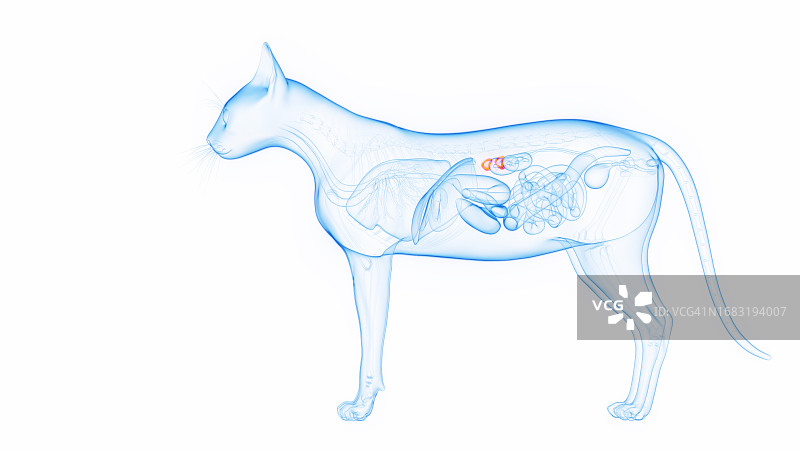 猫的肾上腺插图图片素材