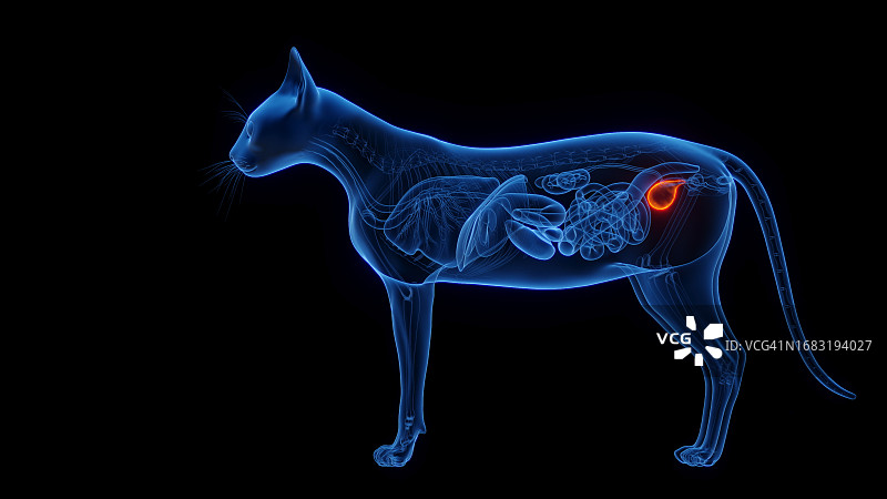 猫咪膀胱插画图片素材