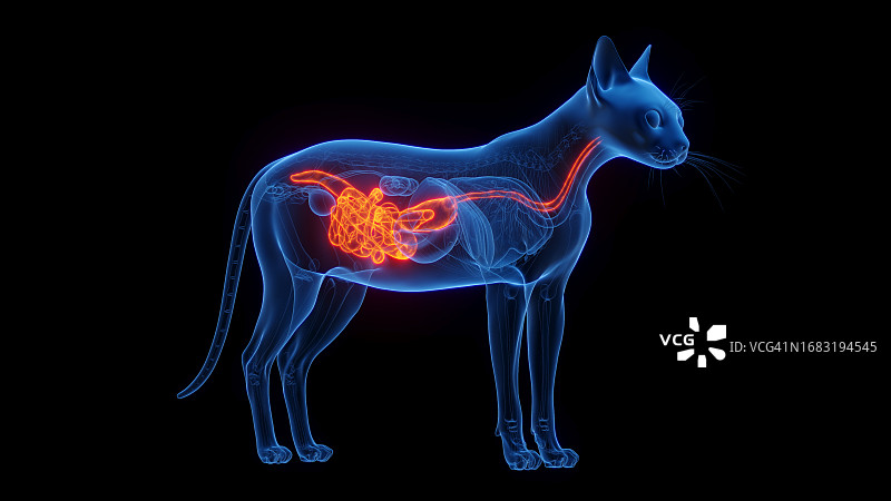 猫的消化系统图图片素材