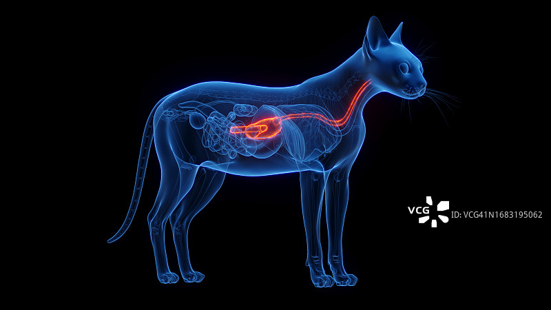 猫的胃部插画图片素材