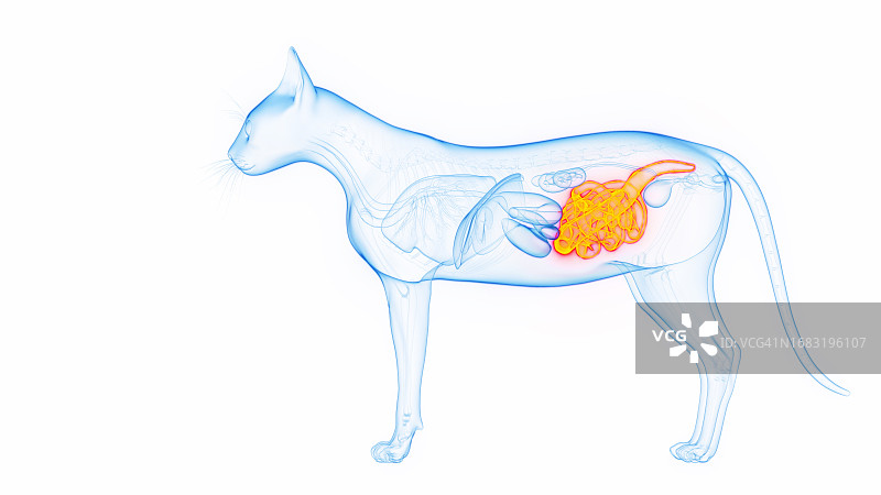 猫的肠道，插图图片素材