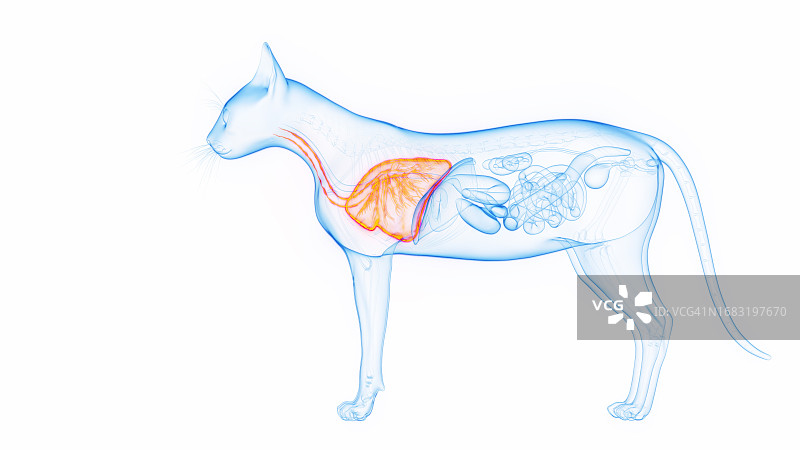 猫的肺部，图示图片素材