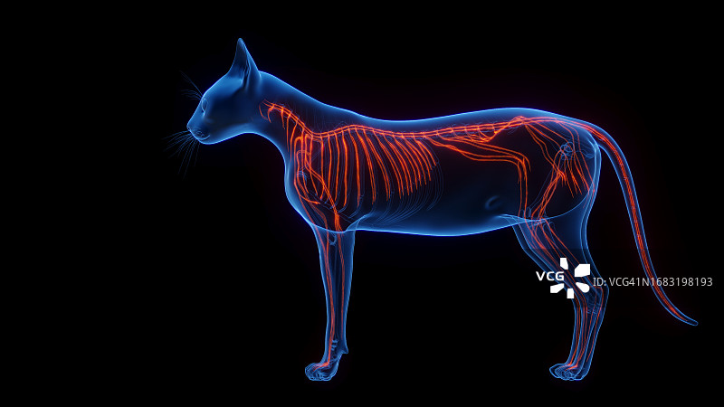 猫的神经系统，图示图片素材