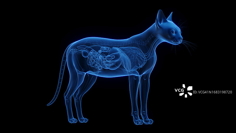 猫的内脏器官插图图片素材