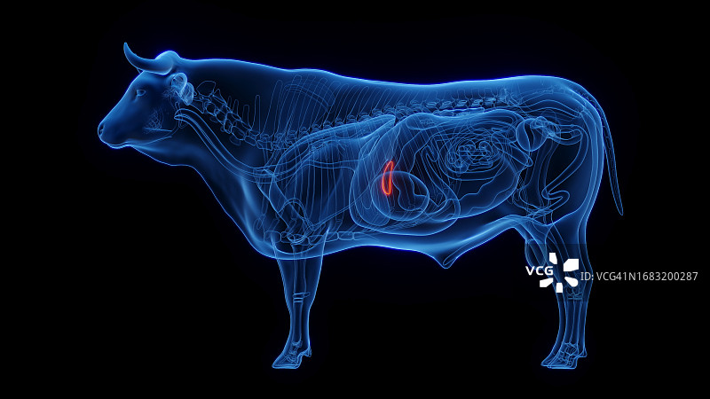 牛胆囊图图片素材