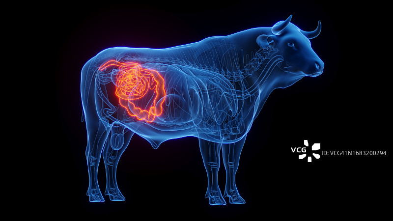 牛肠插画图片素材