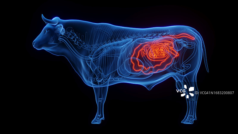 牛肠插画图片素材