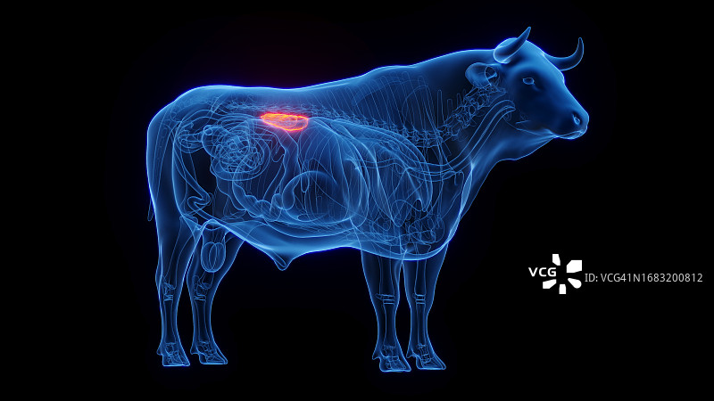 牛的肾脏，图示图片素材