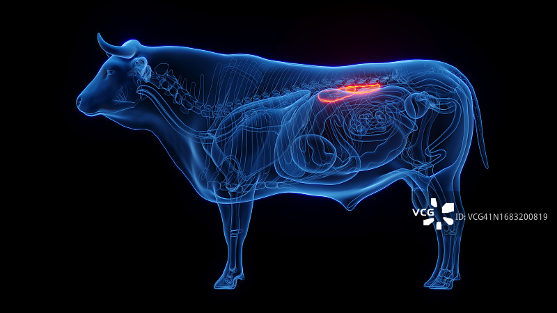牛的肾脏，图示图片素材