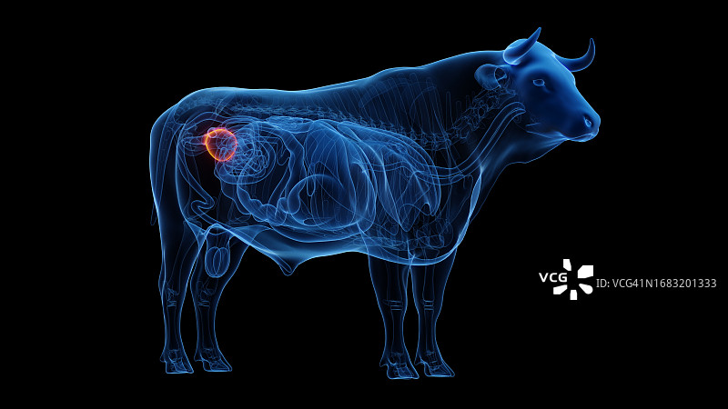 牛膀胱插画图片素材