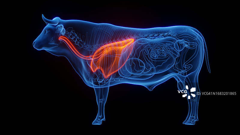 牛肺部插图图片素材