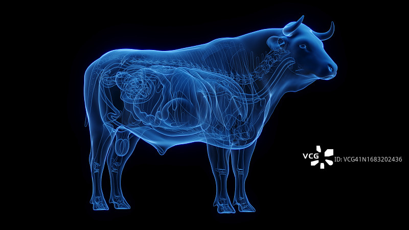 牛的内脏结构图图片素材