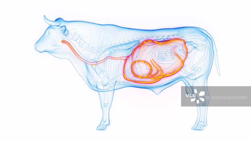 奶牛的胃和食道，插图图片素材