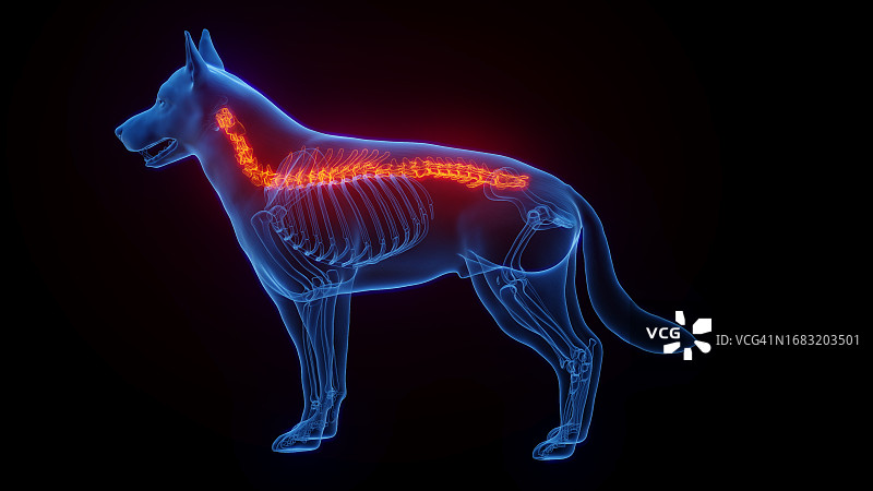 小狗的脊柱，图示图片素材