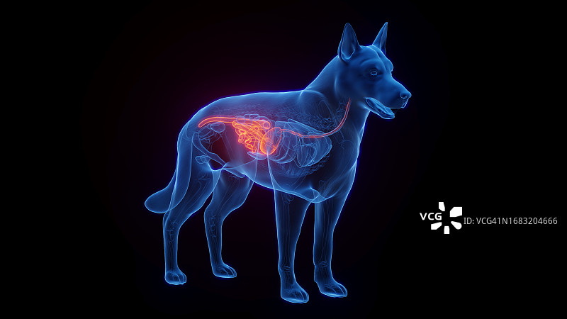狗的消化道示意图图片素材