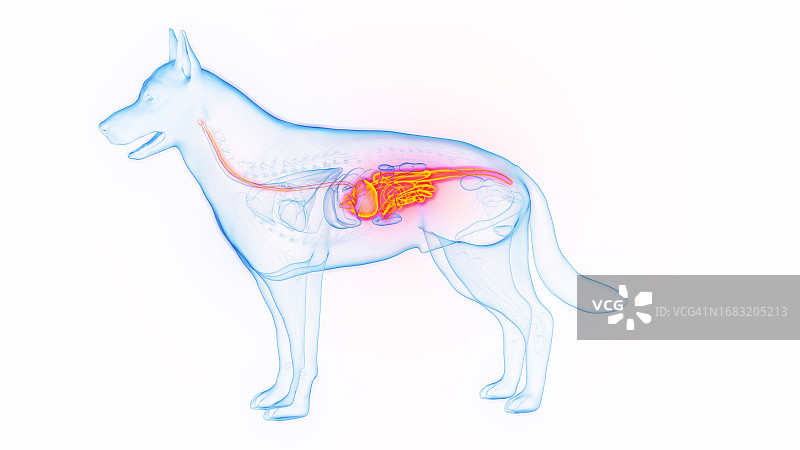 狗的消化道示意图图片素材