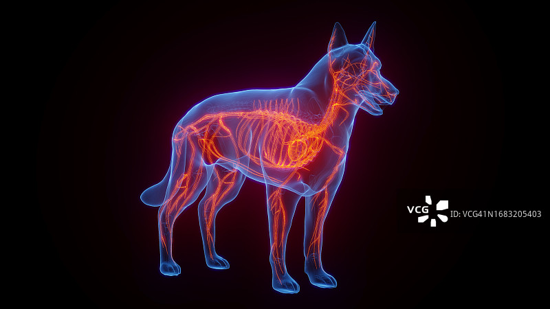 狗狗的血管系统插图图片素材
