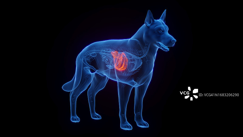 狗狗的肝脏，图解图片素材