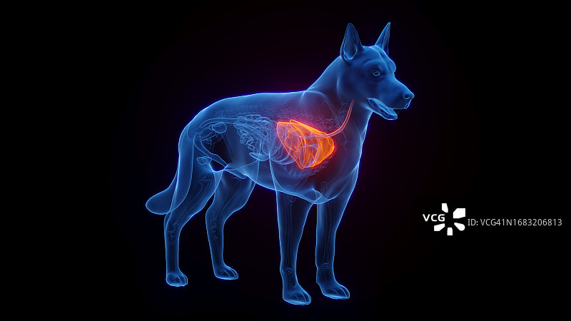 狗狗的肺部，图示图片素材