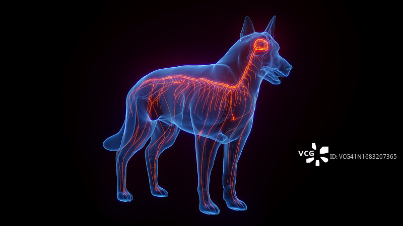 狗狗的神经系统结构图图片素材