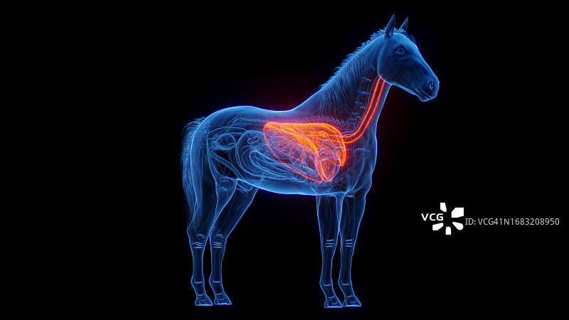 马的肺部，图示图片素材