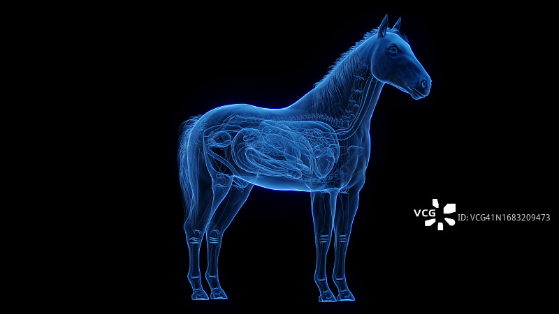 马匹内脏，插画图片素材