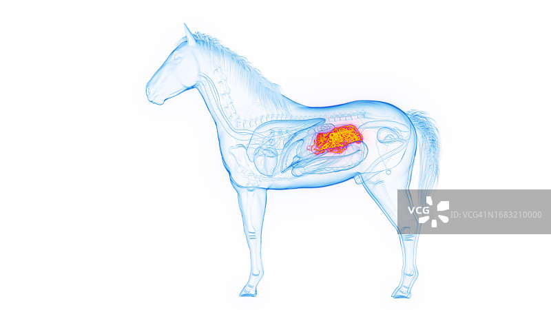马小肠图解图片素材
