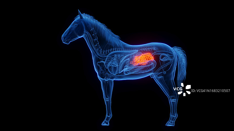 马小肠图解图片素材