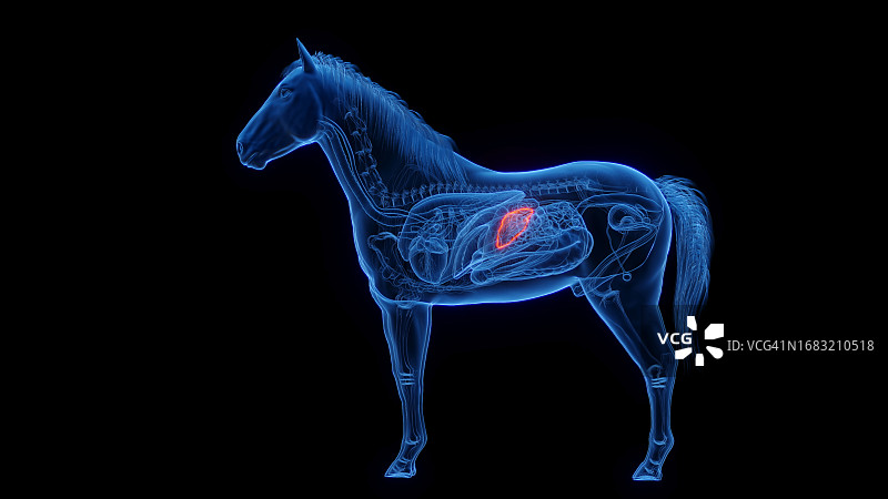 马的脾脏插画图片素材