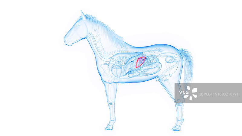 马的脾脏插画图片素材