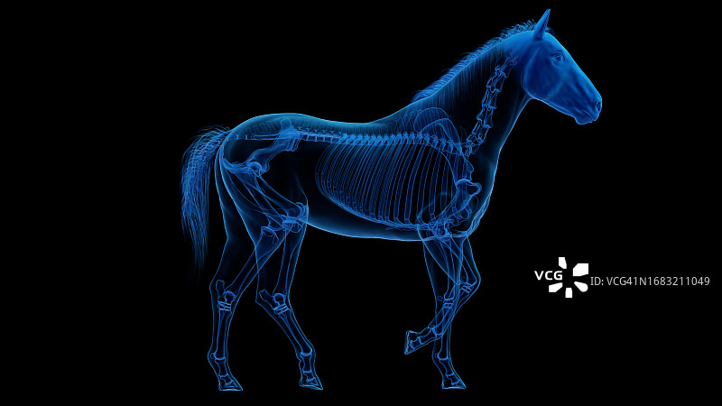 马的骨骼系统插图图片素材