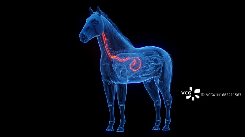 马的胃和食道插图图片素材