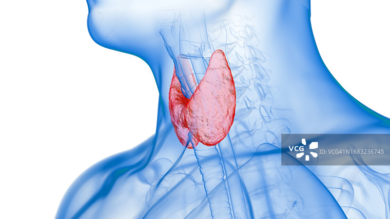 甲状腺炎症插图图片素材