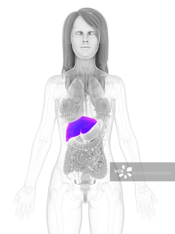 女性肝脏插图图片素材