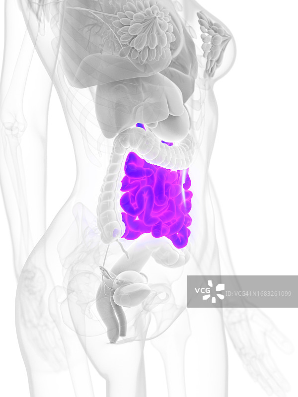 女性小肠解剖结构插画图片素材