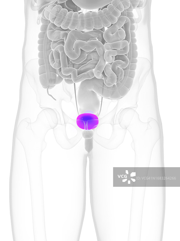 男性膀胱插图图片素材