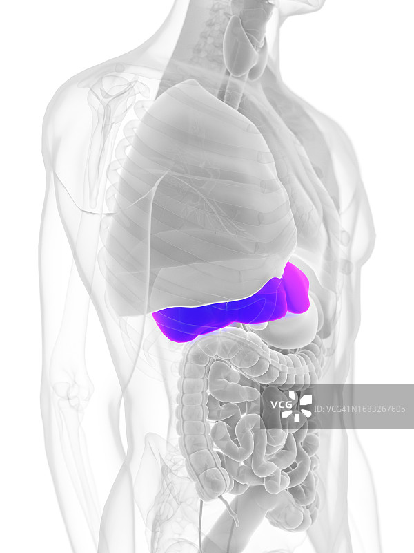 男性肝脏插图图片素材