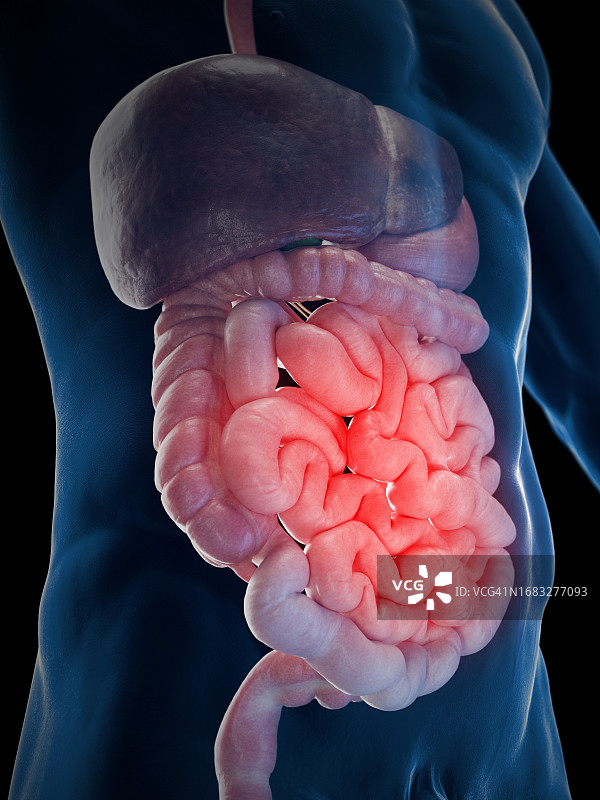 男性小肠，图示图片素材