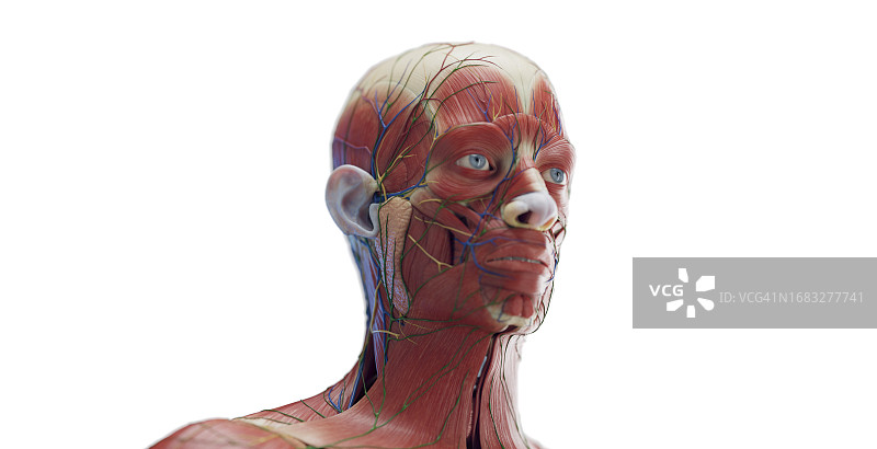 男人头部肌肉图图片素材