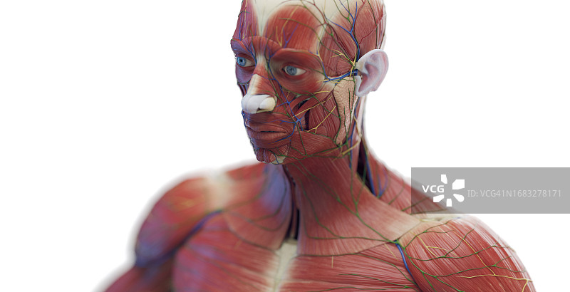 男性躯干肌肉插图图片素材