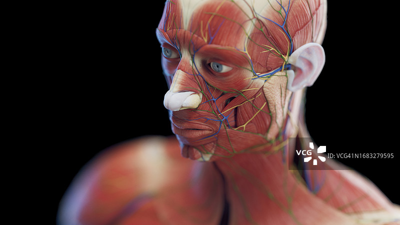 男人头部肌肉图图片素材