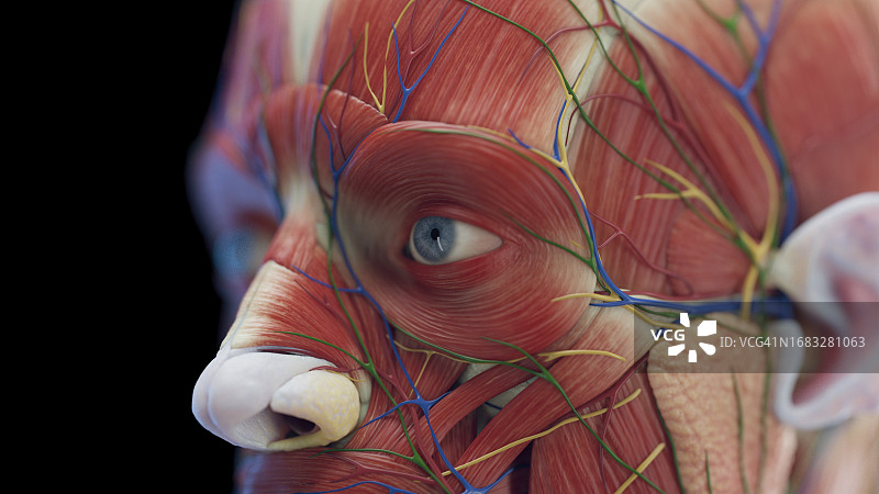 男人面部肌肉插图图片素材