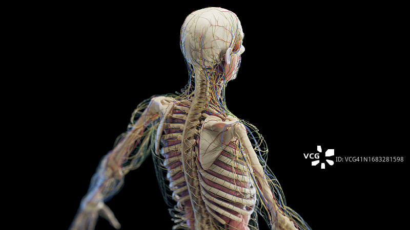 男性内脏器官，图示图片素材