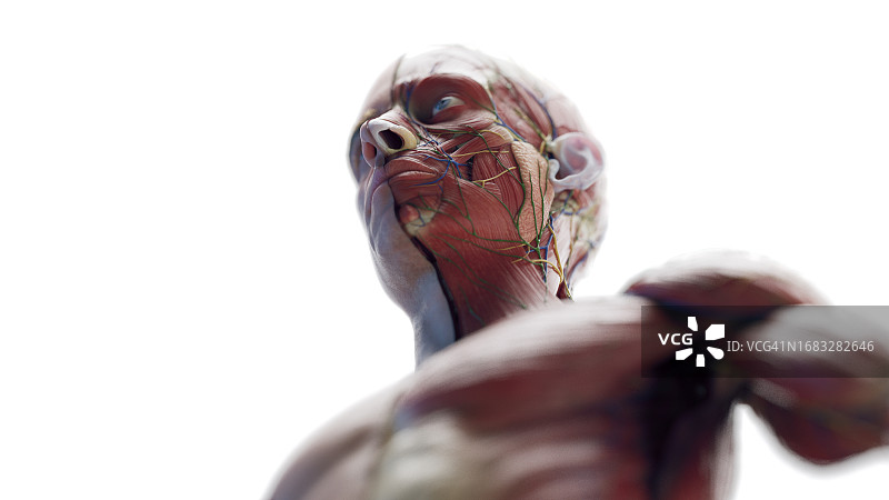 男人头部和胸部肌肉插画图片素材