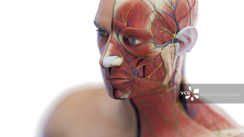 男性头部和颈部肌肉插图图片素材